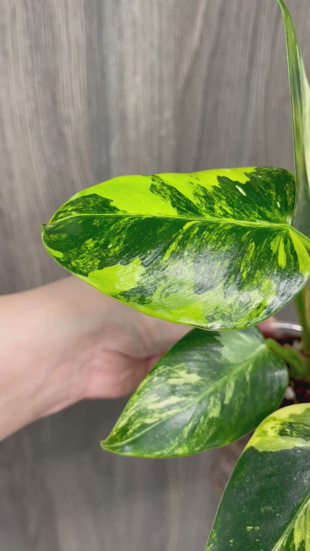 Philo White Princess Aurea C