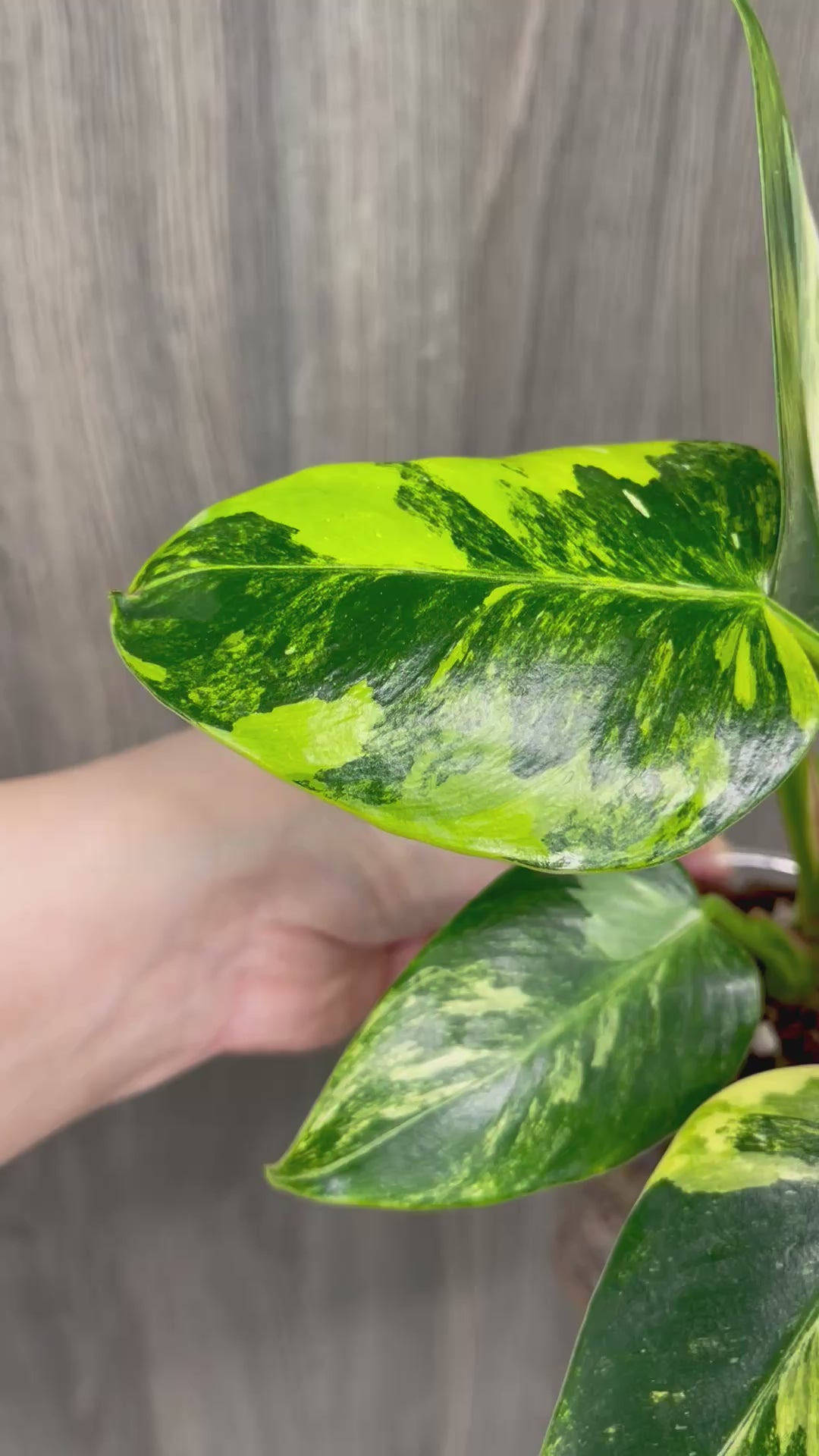 Philo White Princess Aurea C