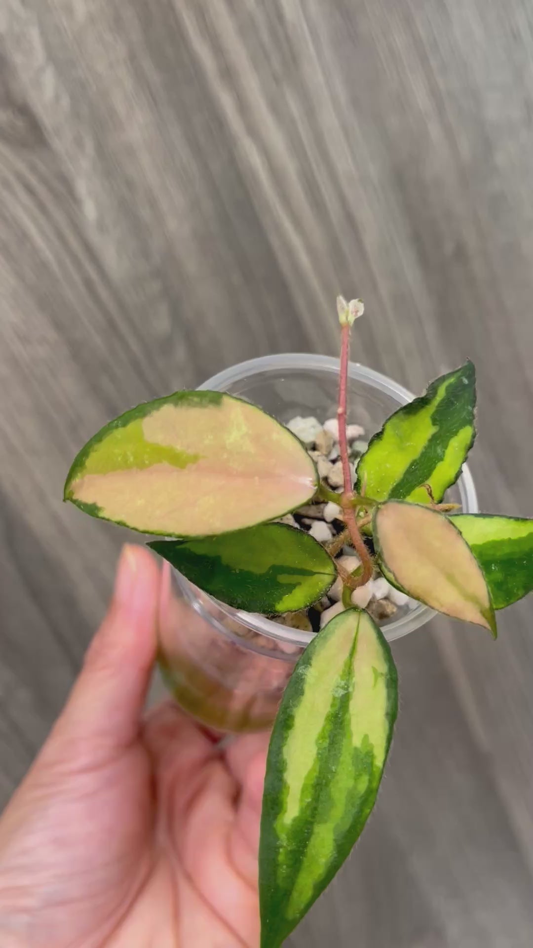 Hoya Caudata Variegated