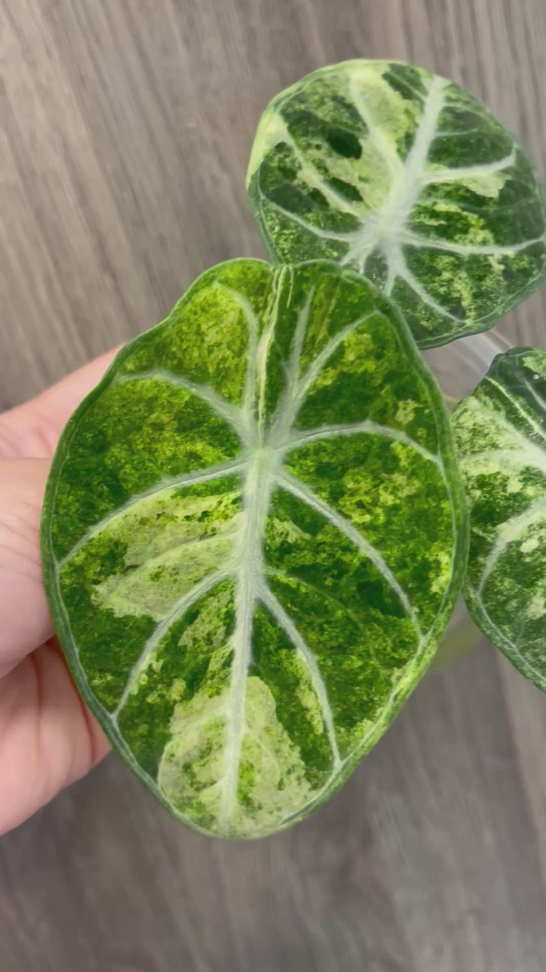 Alocasia Ninja Splash A