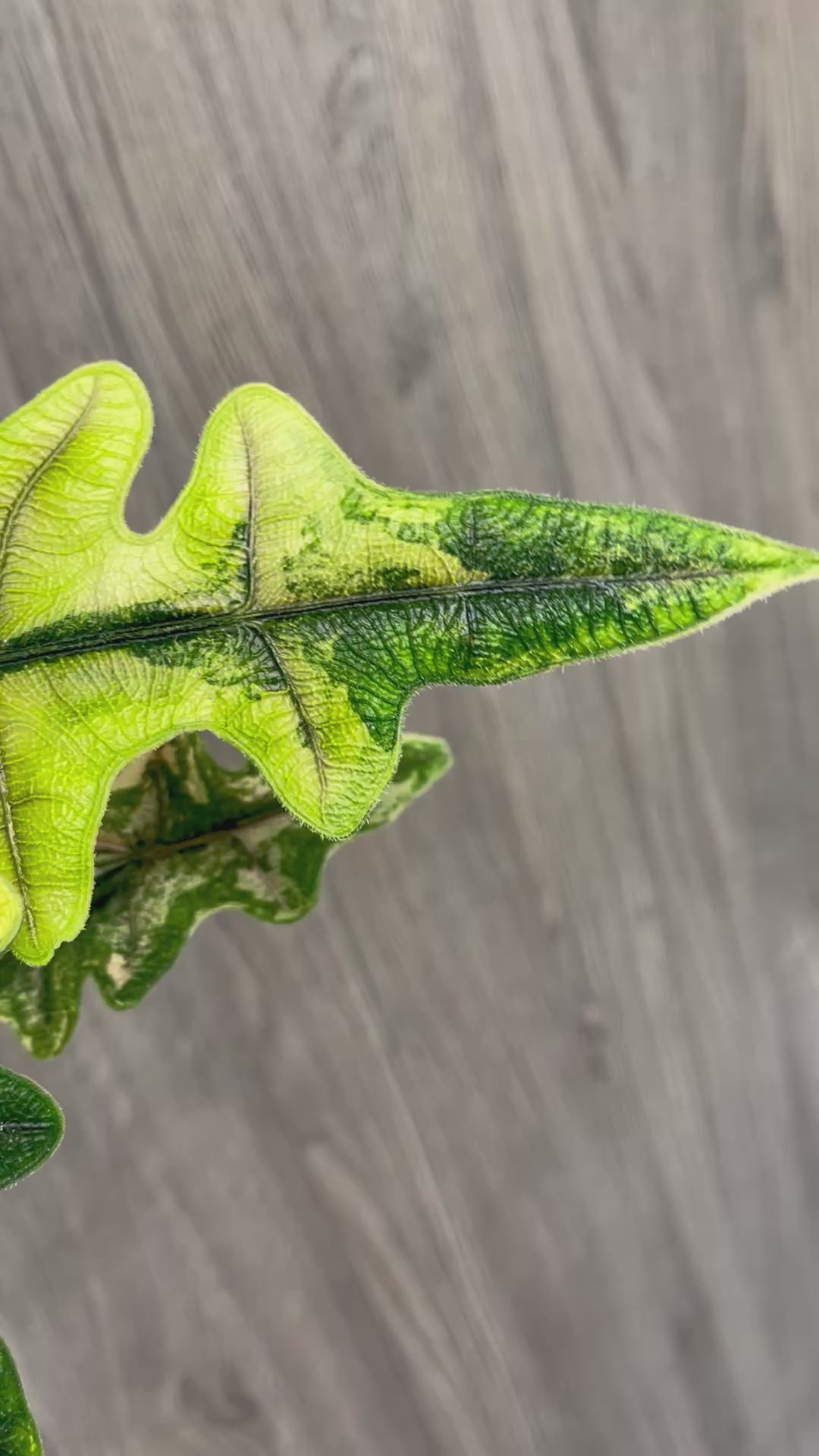 Alocasia Jacklyn Aurea
