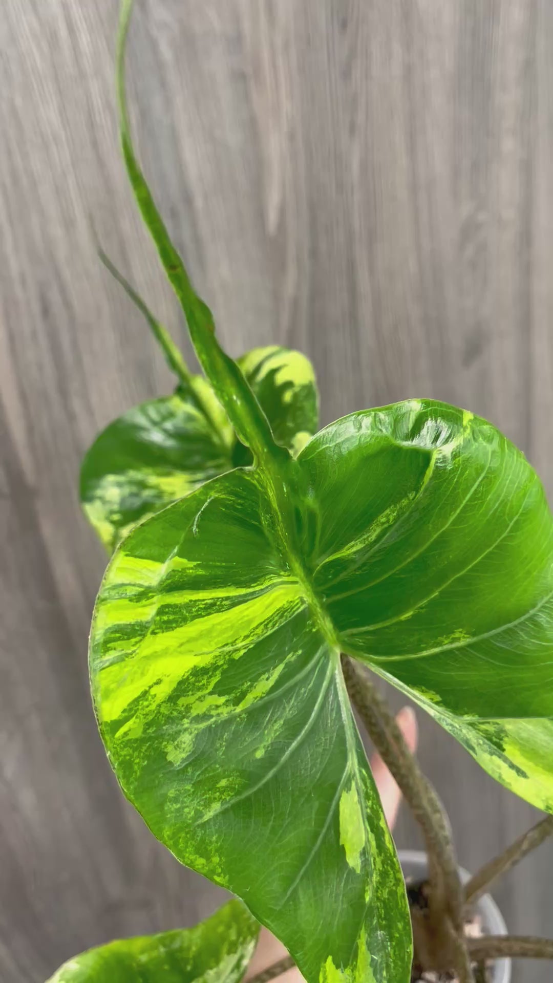 Alocasia Stingray Lime