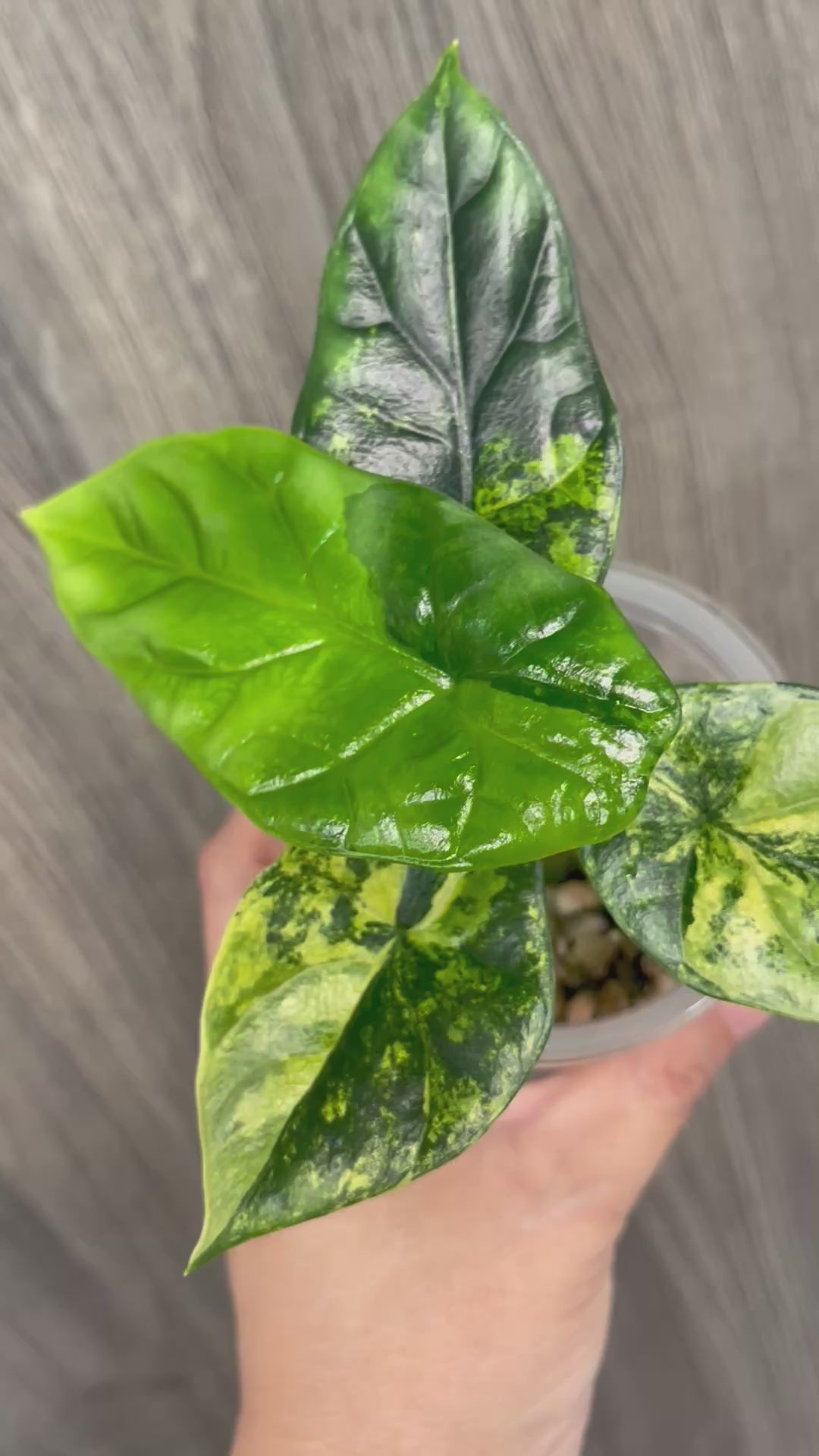 Alocasia Sinuata Aurea A