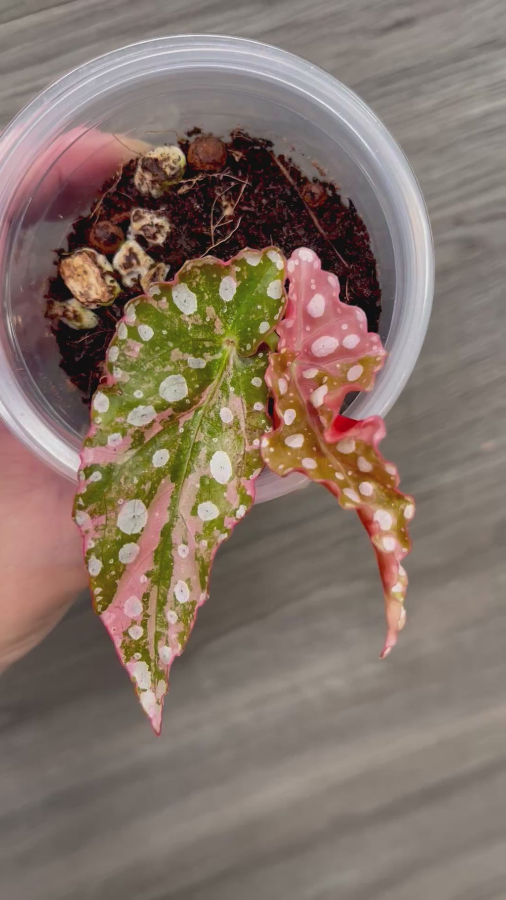 Begonia Maculata Pink A