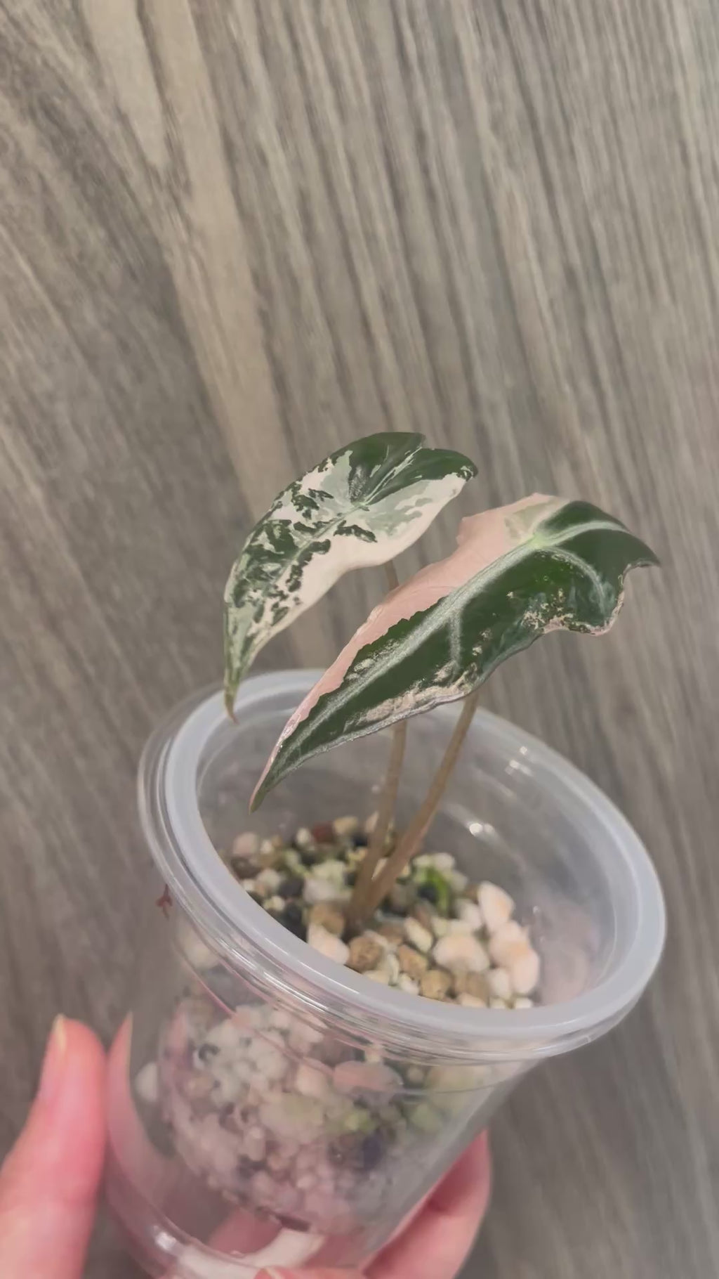 Alocasia Nobilis Pink
