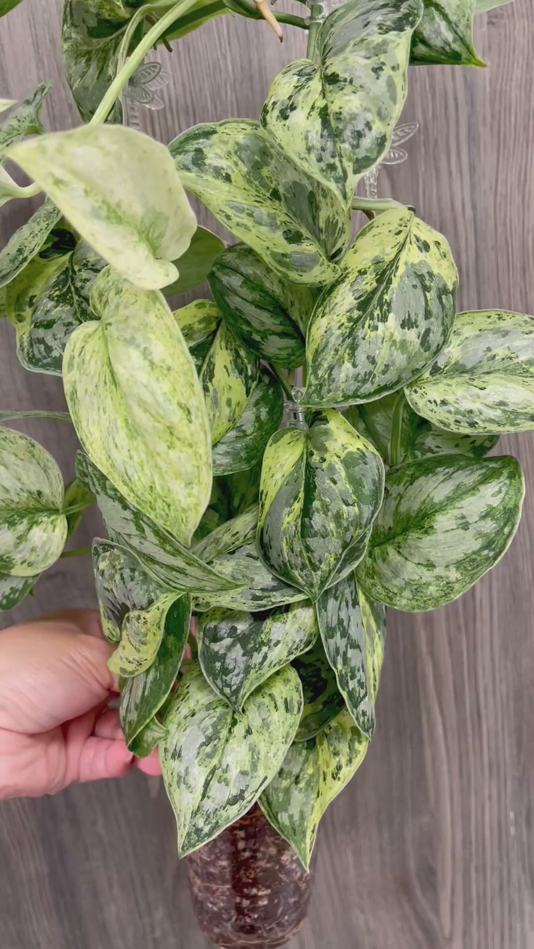 Scindapsus Peasun A