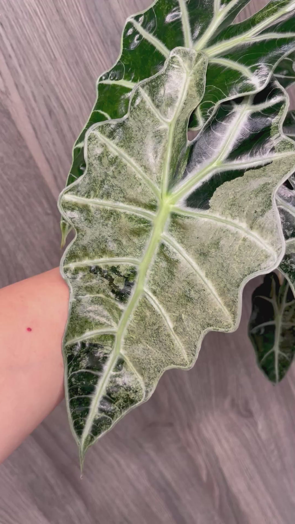 Alocasia Polly Pink Albo Mint A