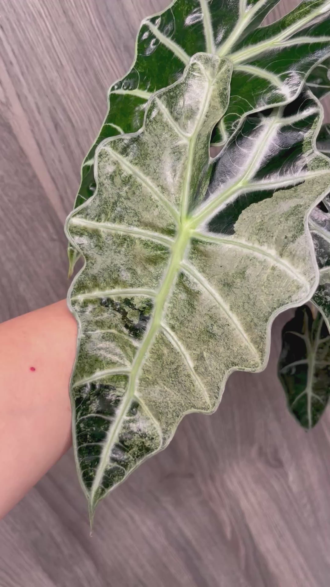 Alocasia Polly Pink Albo Mint A