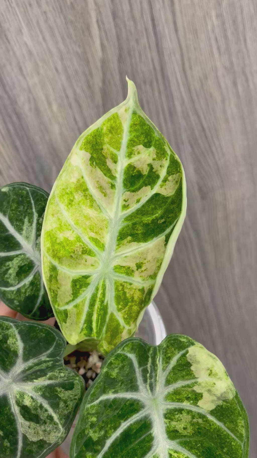 Alocasia Ninja Splash