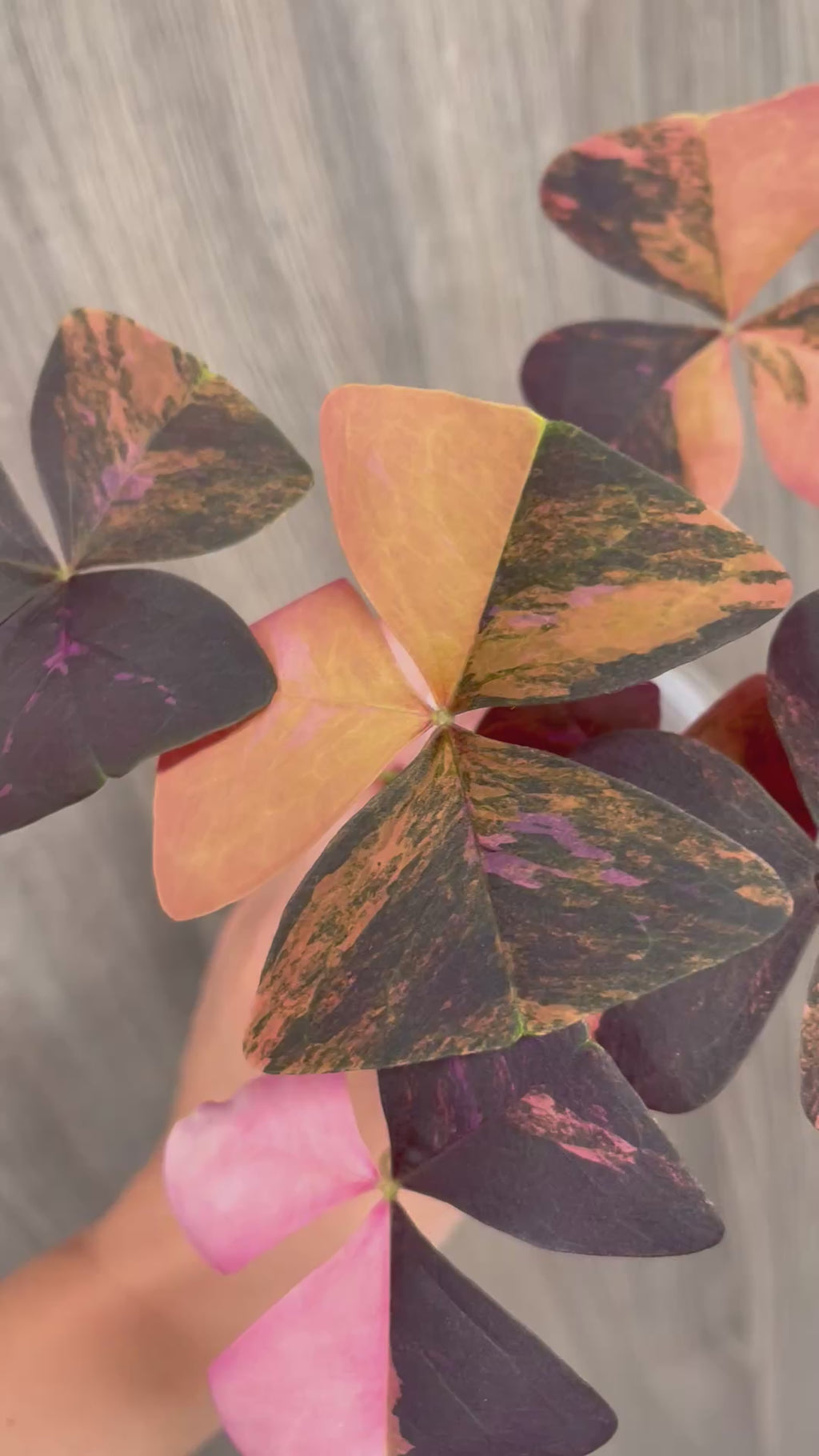 Purple Oxalis Triangularis Variegated