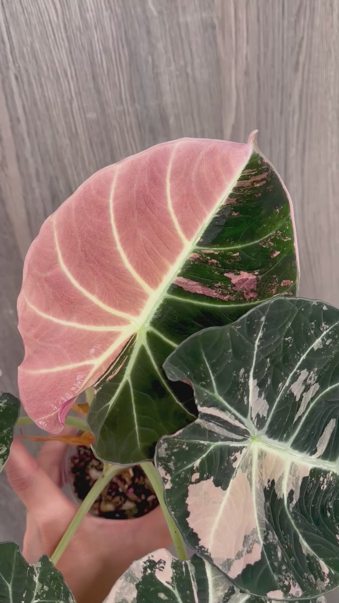 Alocasia Black Velvet Pink C