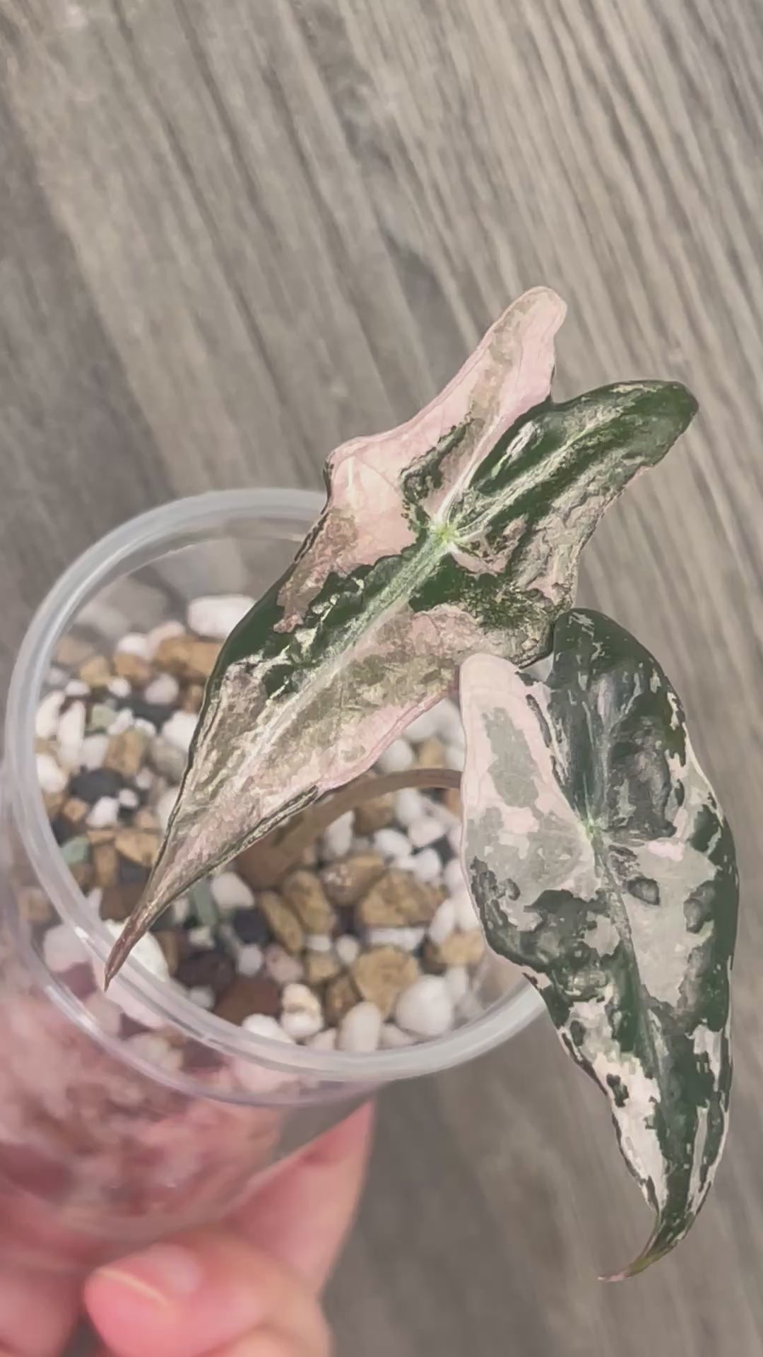 Alocasia Nobilis Pink B
