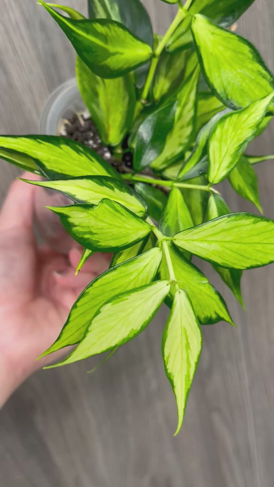Hoya Polyneura Inner Variegated