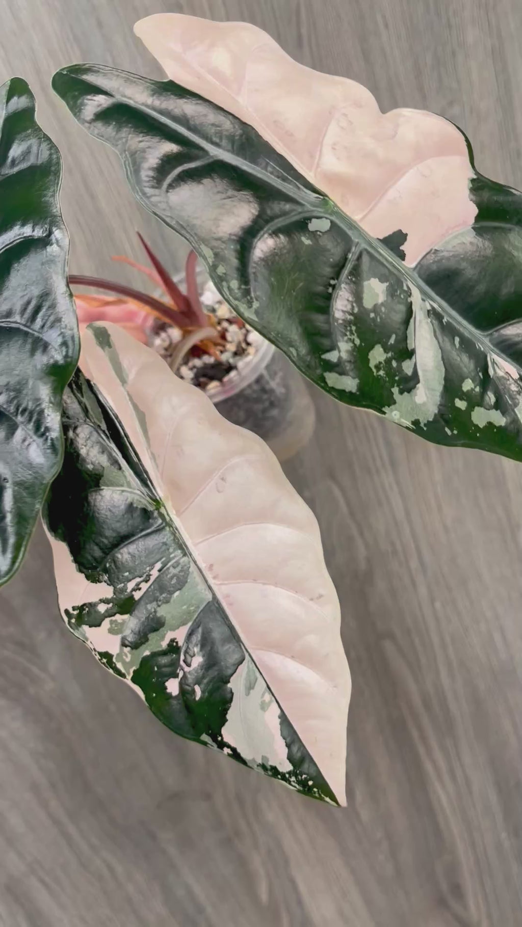Alocasia Chantrieri Pink A