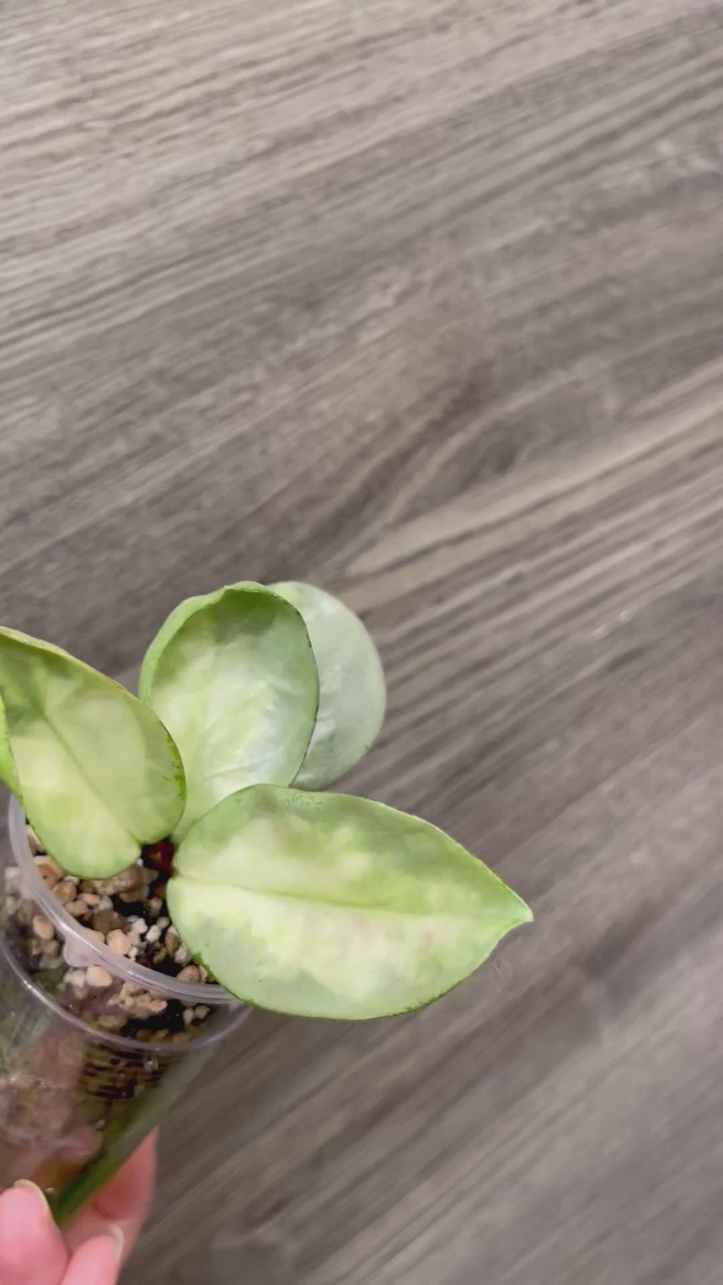 Hoya Argentea Princess B