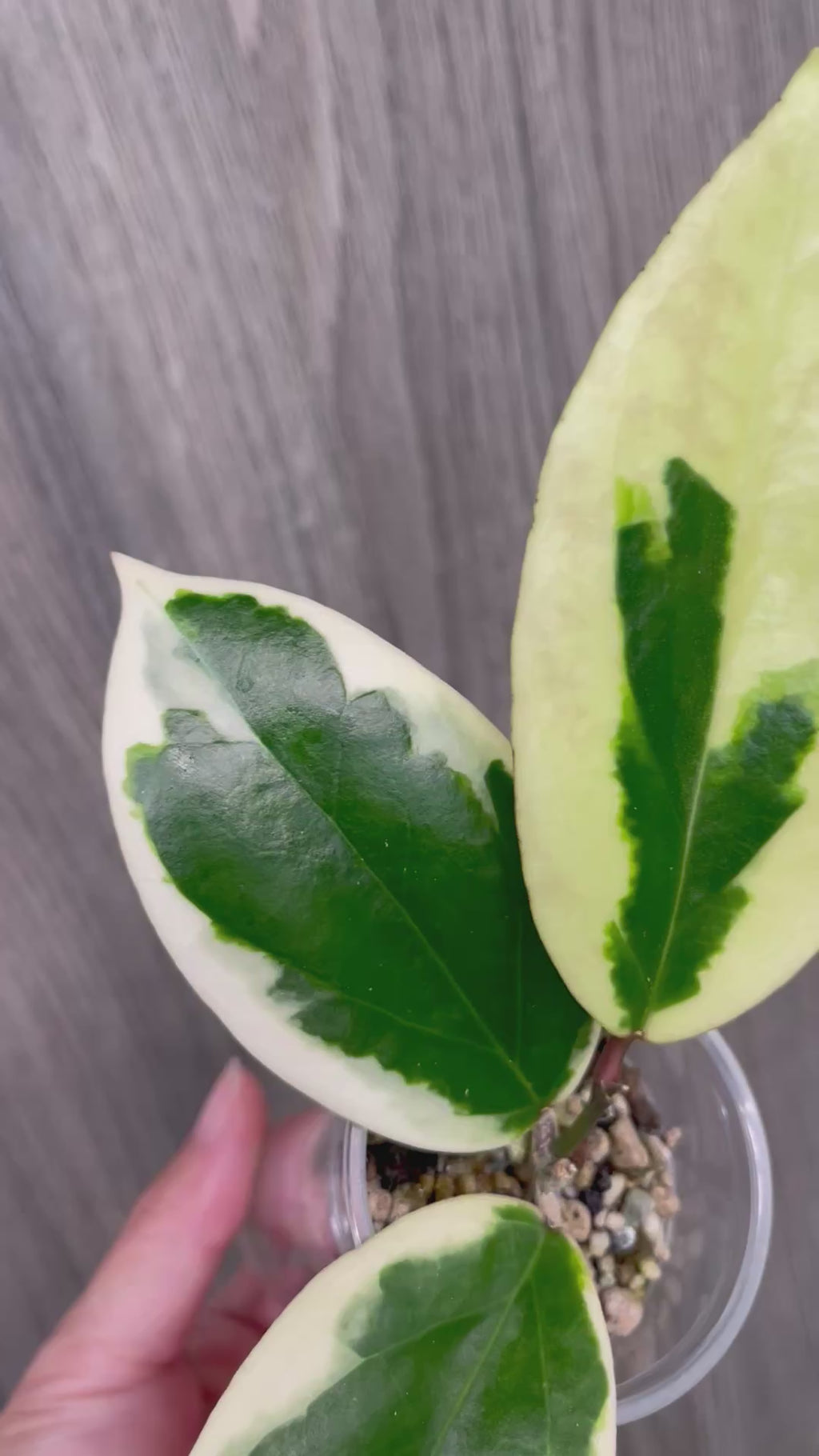 Hoya Ilagiorum Albo