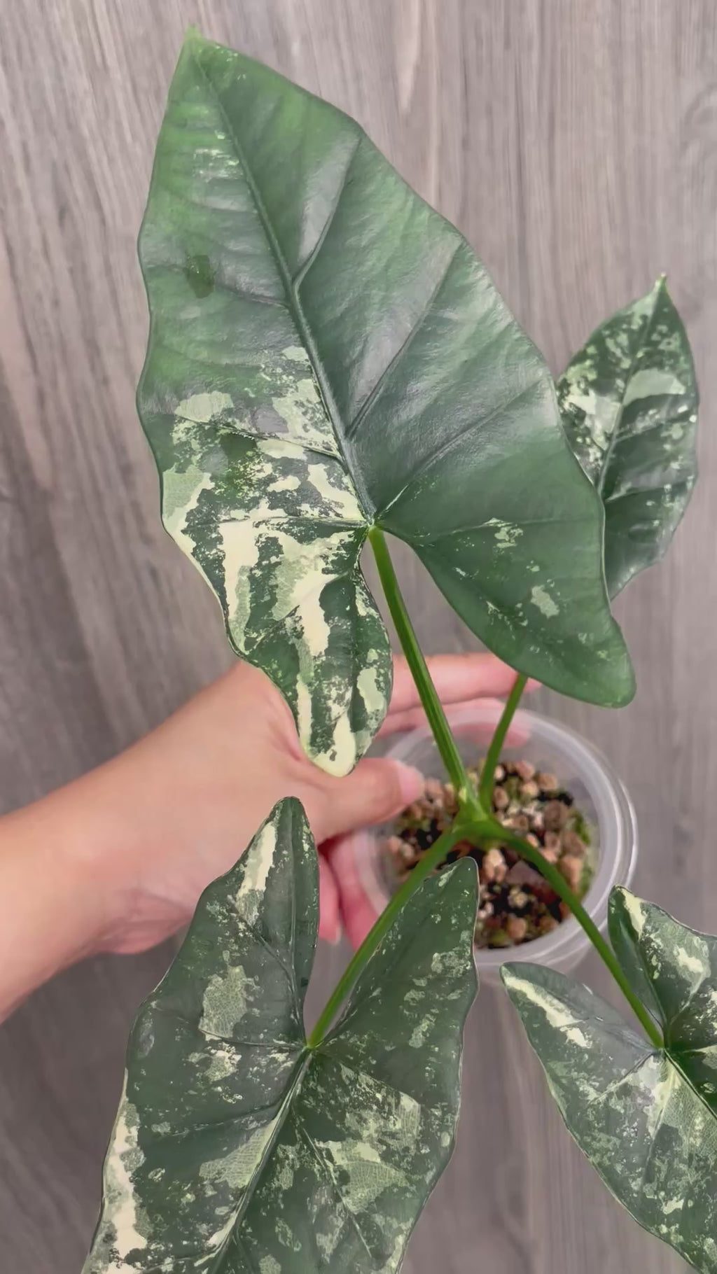 Alocasia Scabriuscula Pink Albo B
