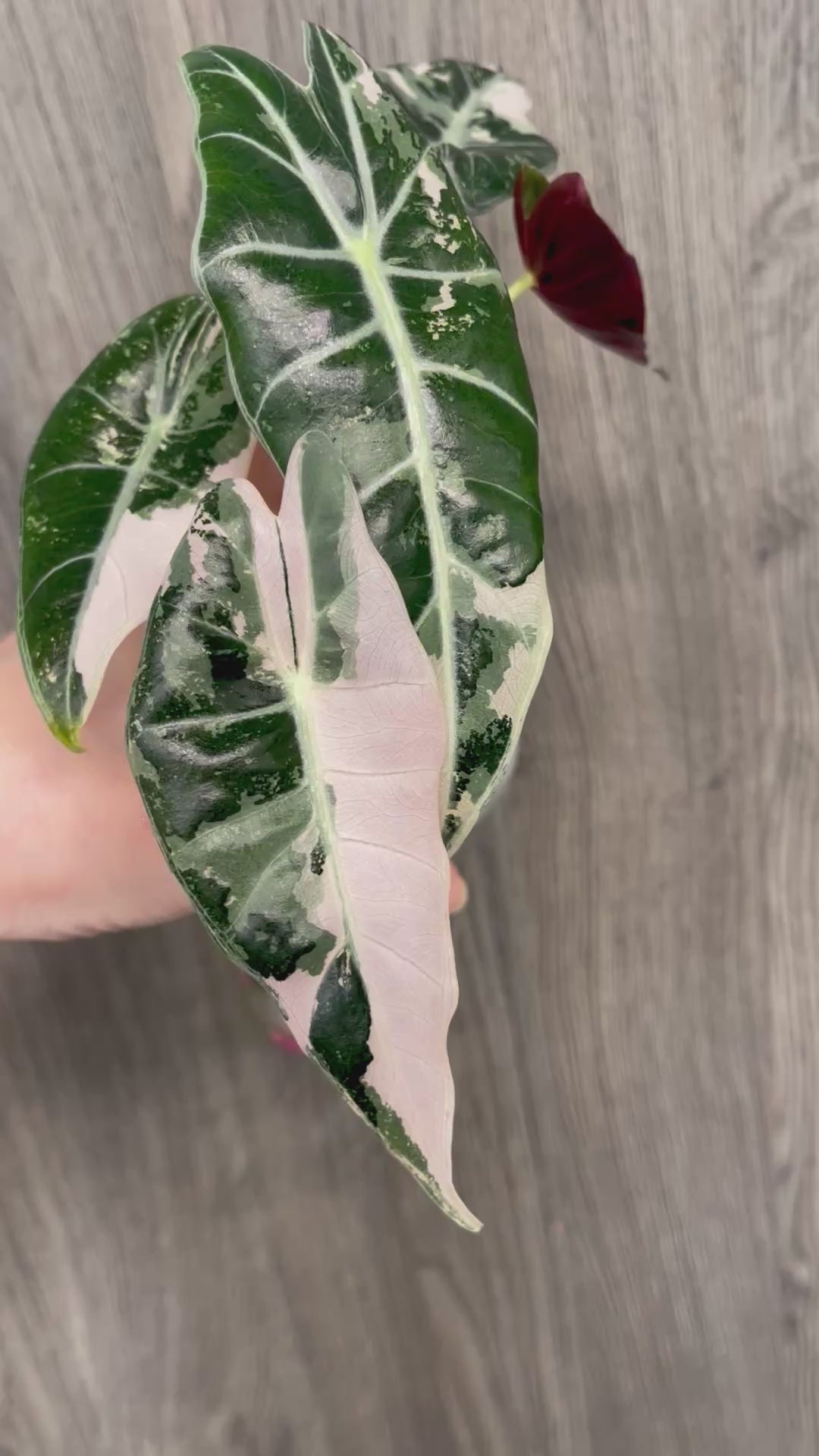 Alocasia Black Satun Pink A