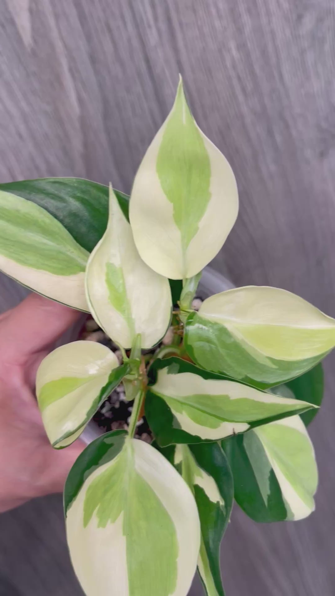Philodendron Gabby C