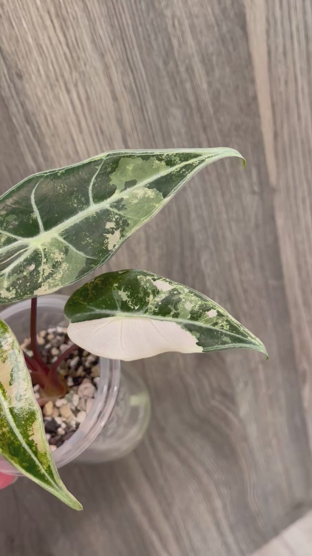Alocasia Grandis Pink
