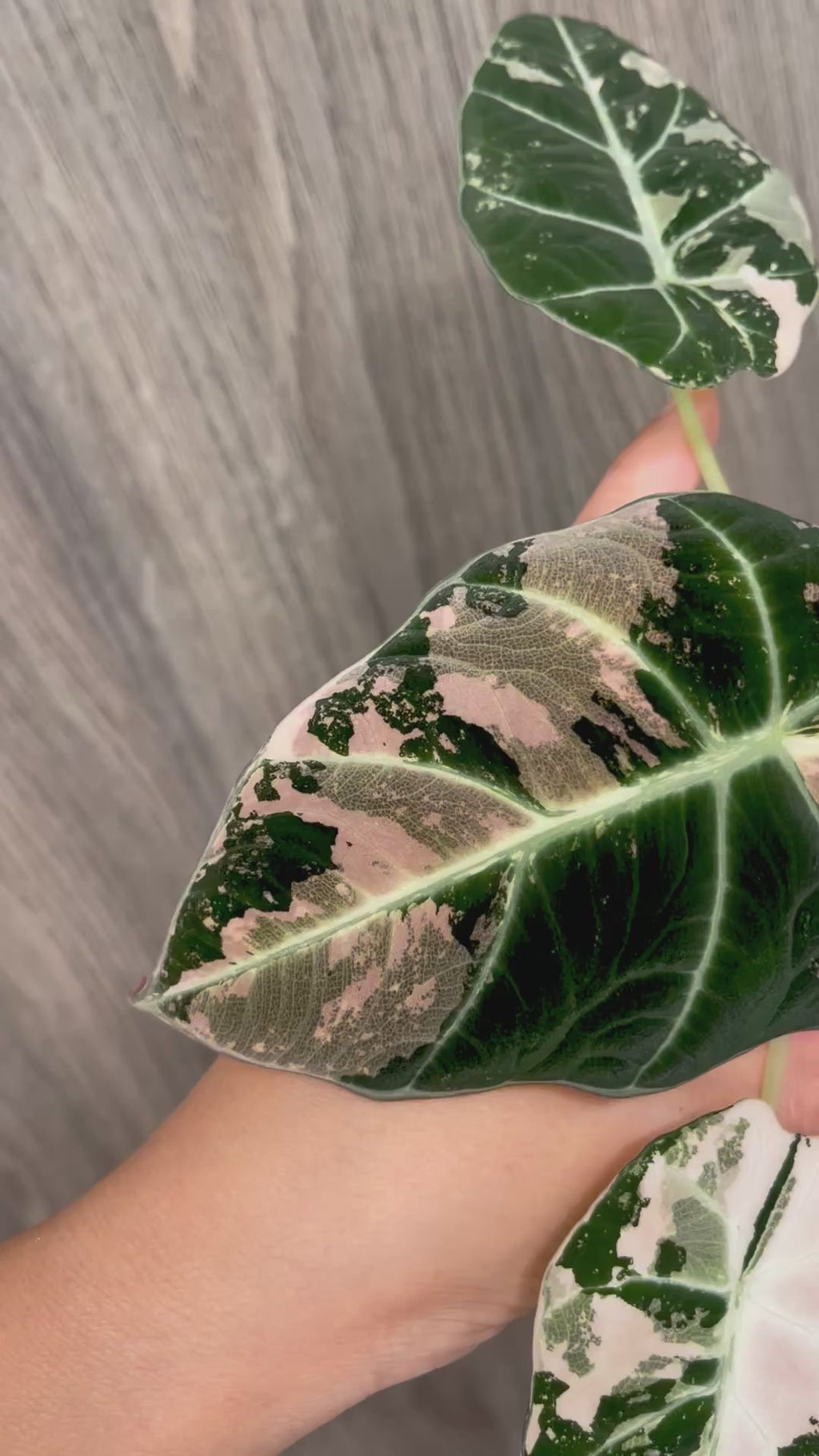 Alocasia Black Velvet Pink B
