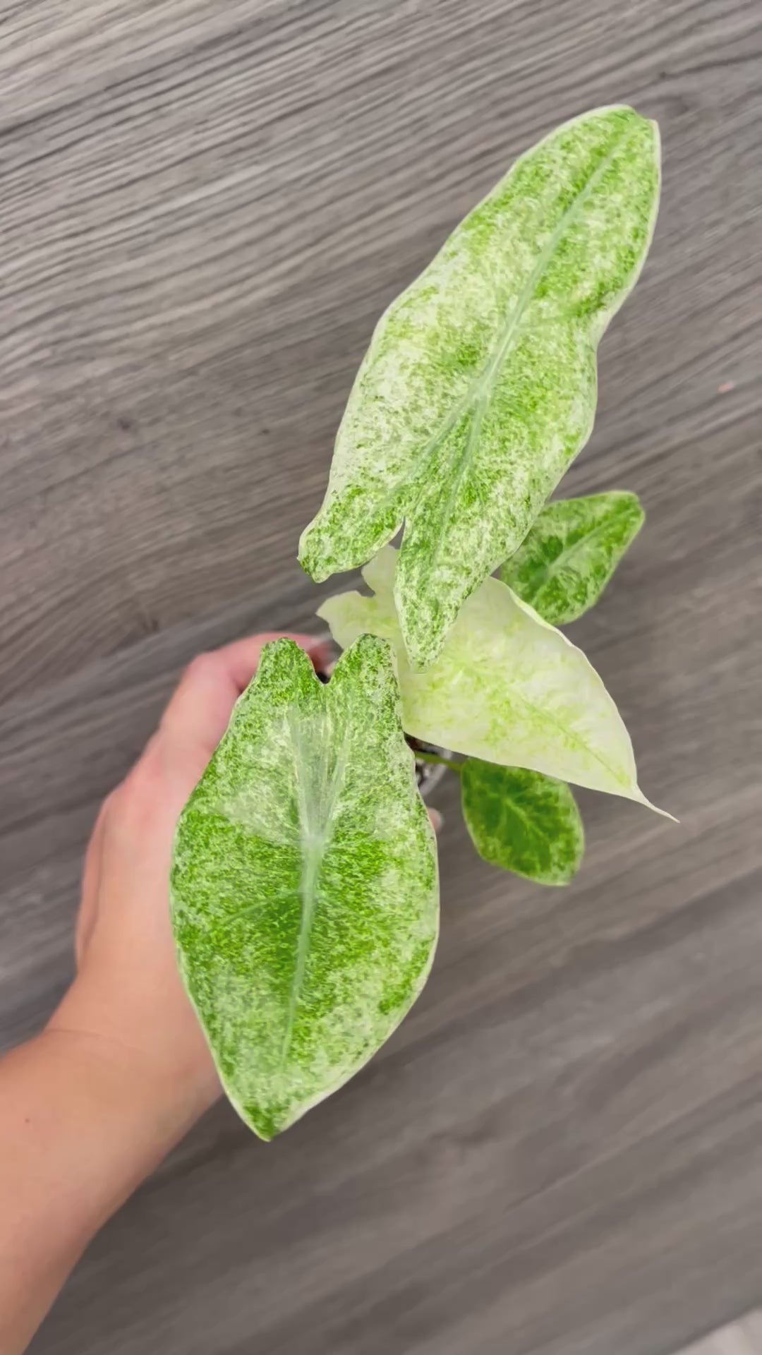 Alocasia Longiloba Mint Marble B