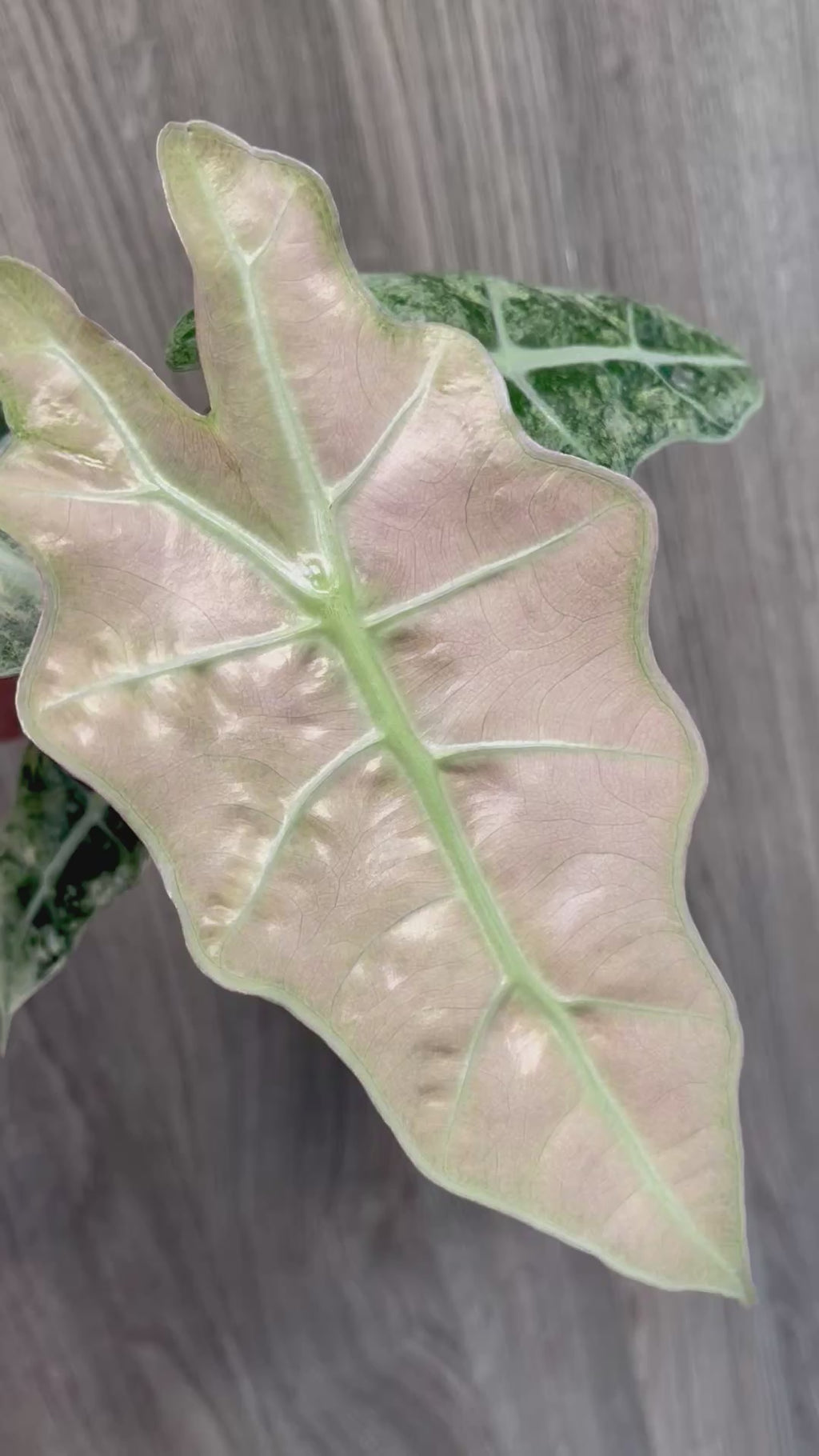 Alocasia Polly Pink Albo Mint B