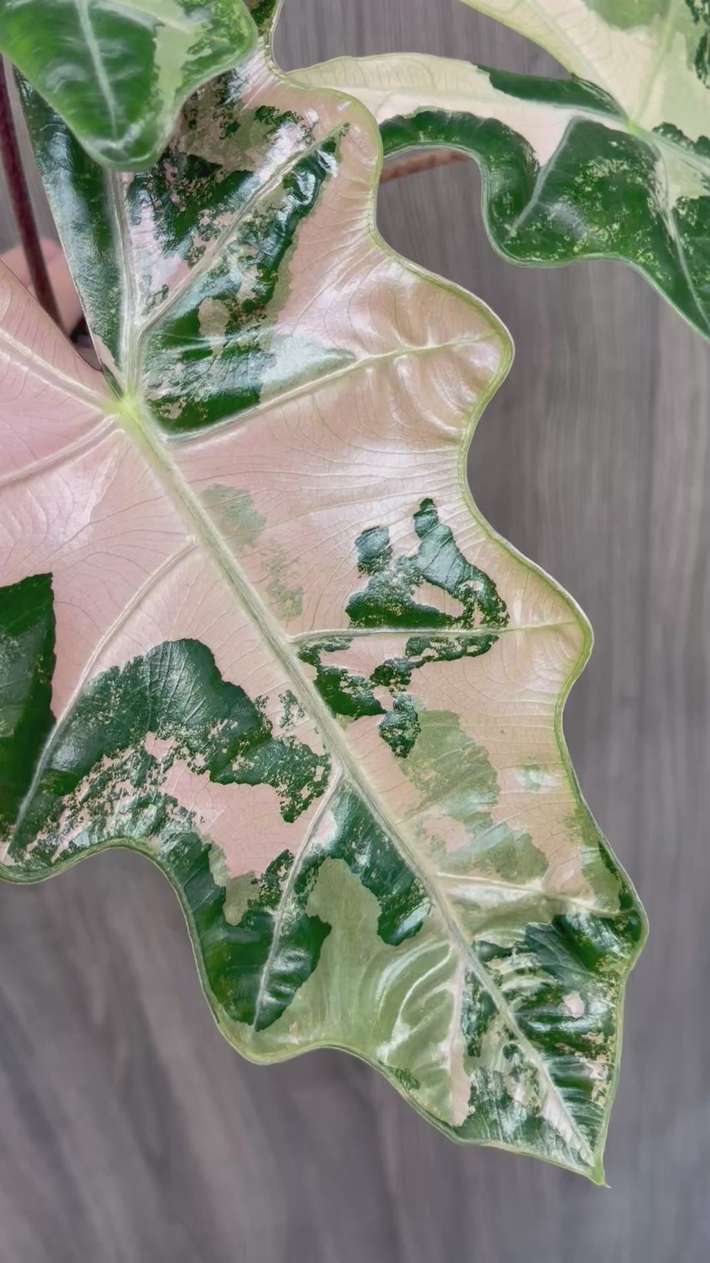 Alocasia Pseudo Pink