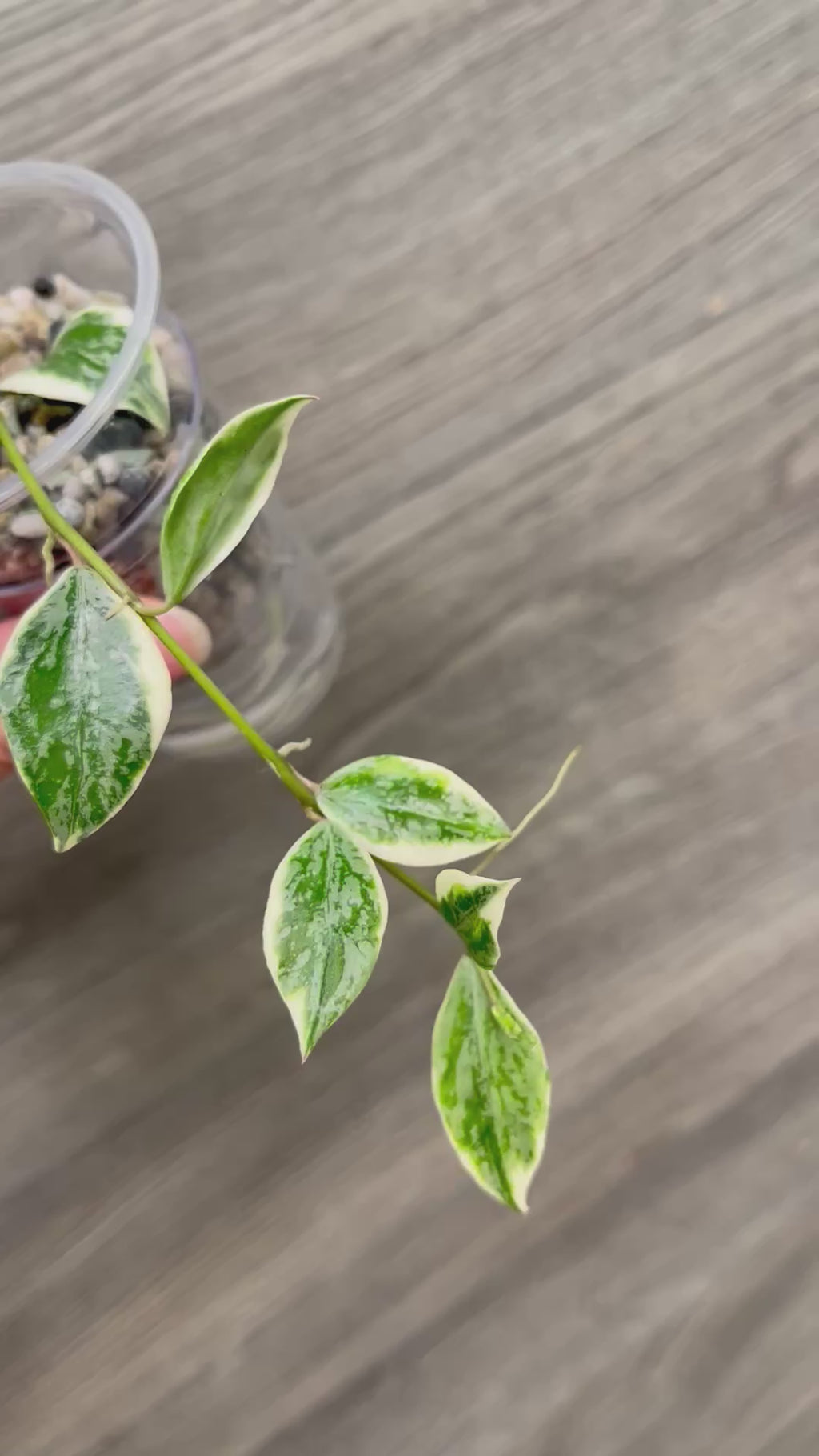 Hoya Lacunosa Lumina A