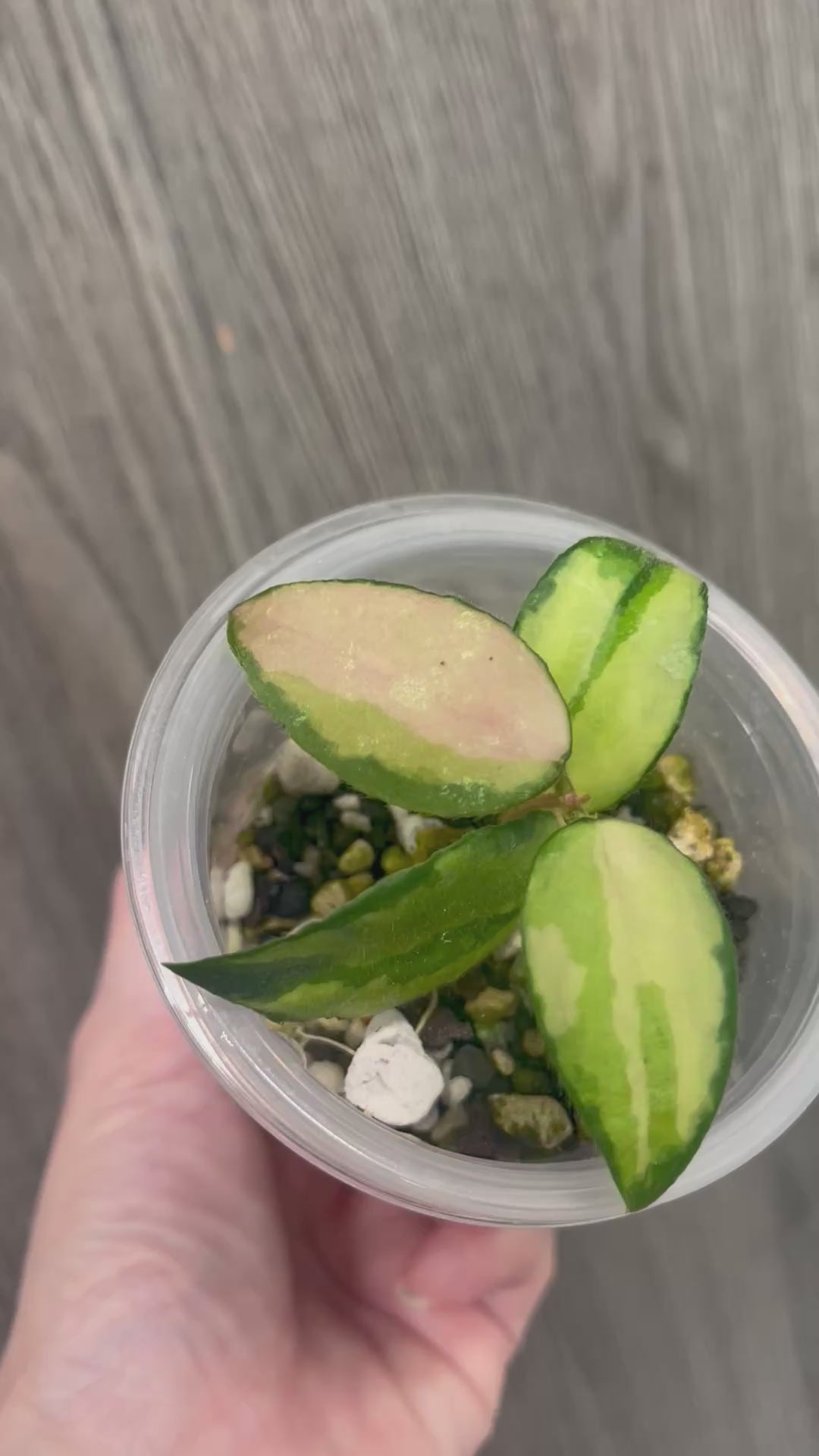 Hoya Caudata Variegated A