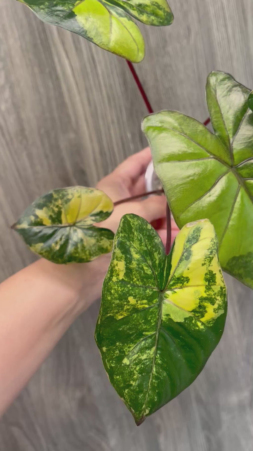 Alocasia Yucatan Princess Aurea