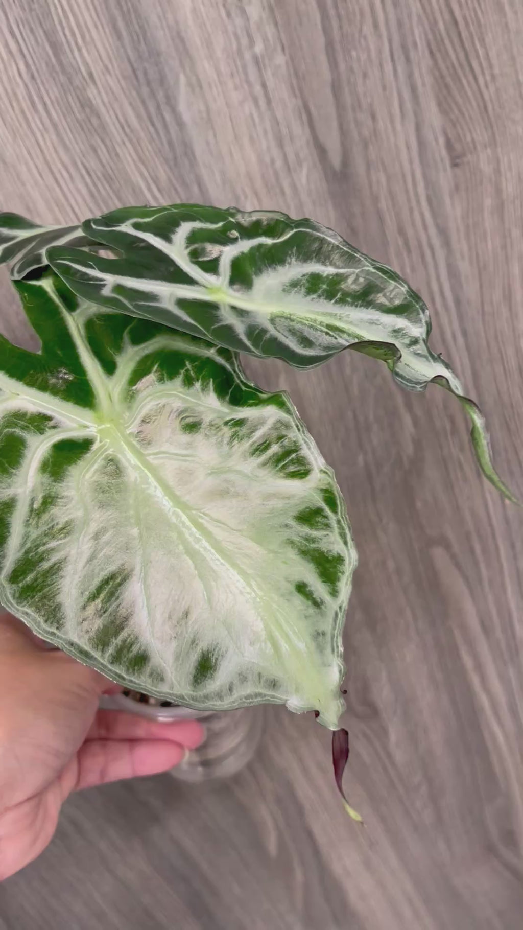 Alocasia Venom C