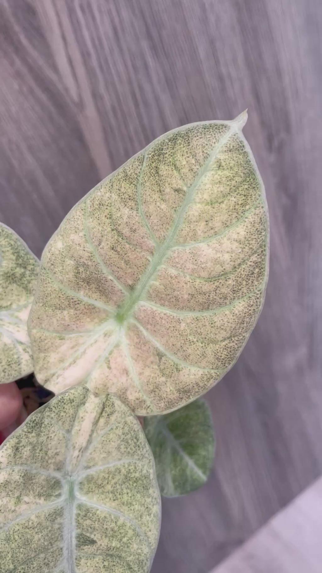 Alocasia Black Velvet Pink Full Mint