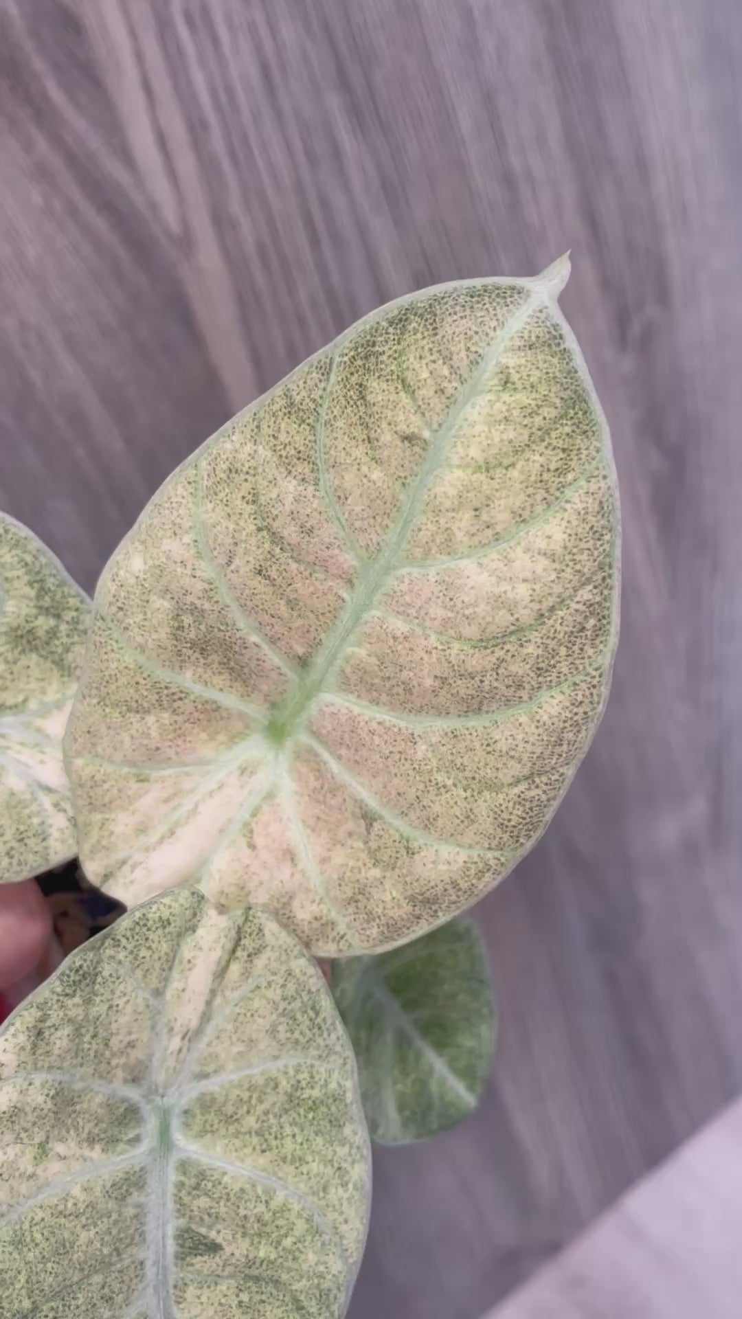 Alocasia Black Velvet Pink Full Mint