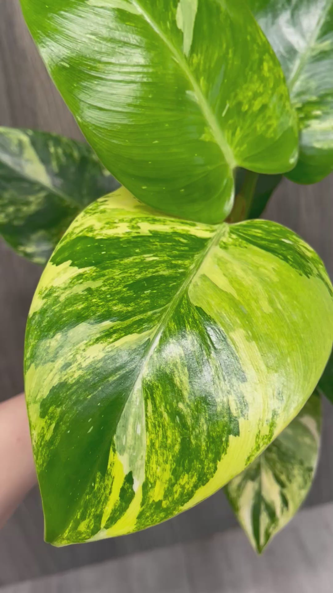 Philo White Princess Aurea A