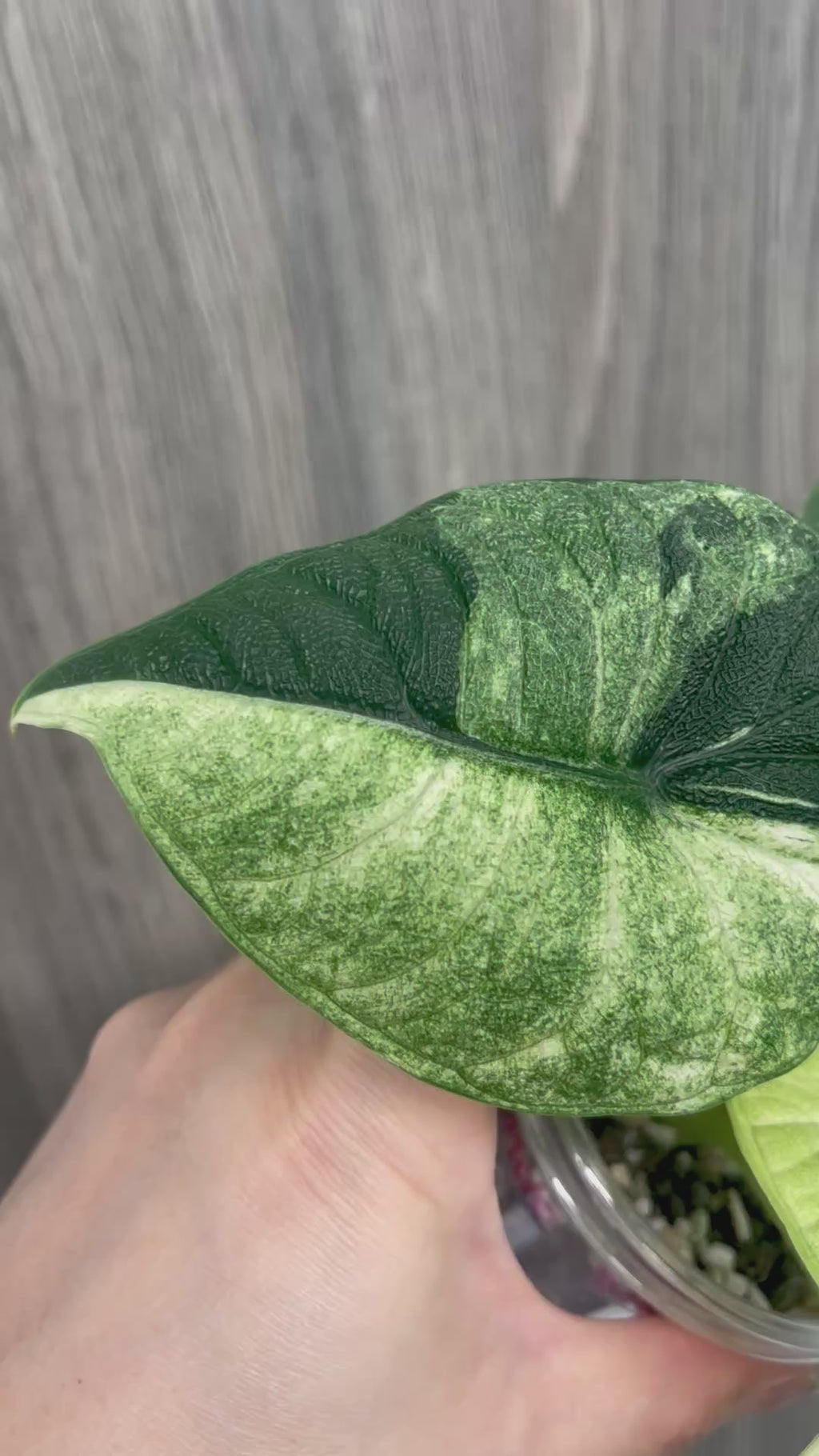 Alocasia Melo Albo Mint