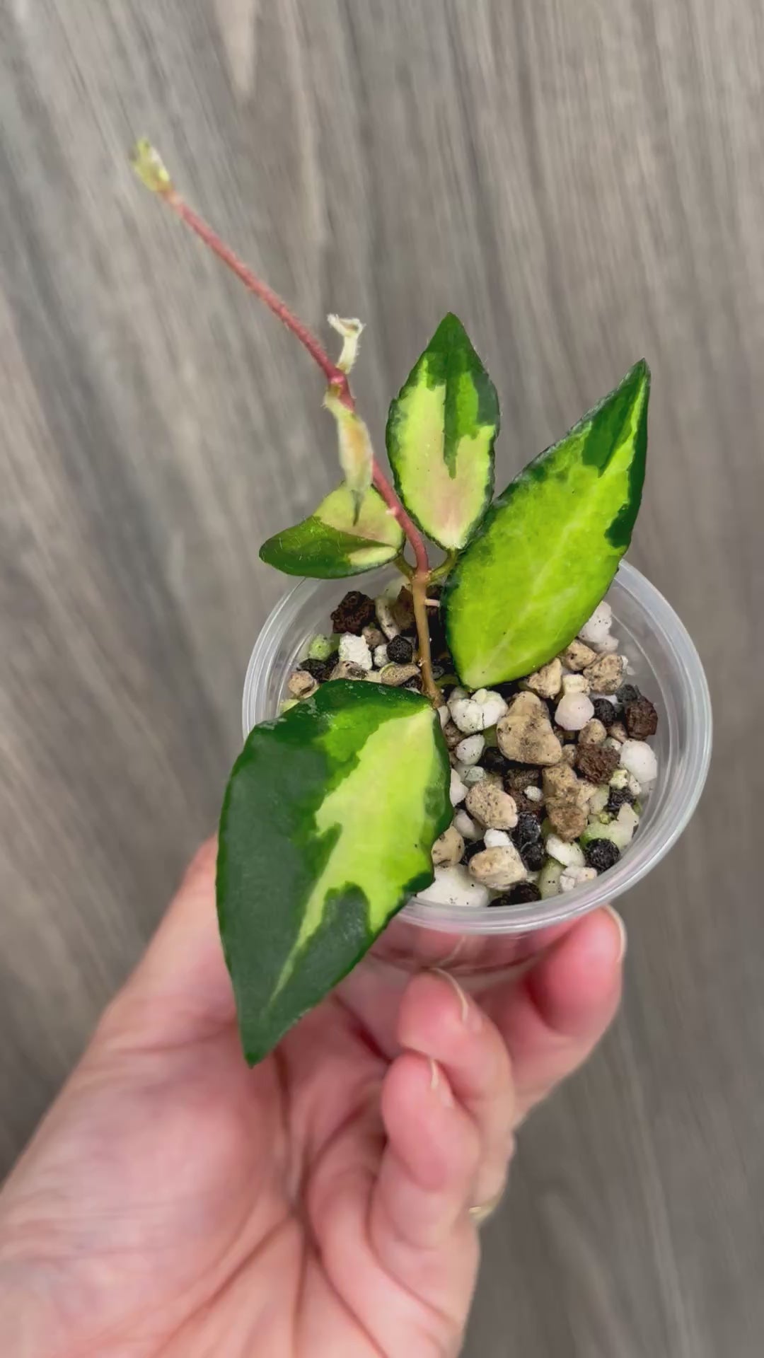 Hoya Caudata Variegated