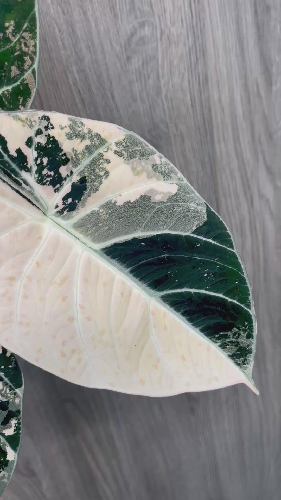 Alocasia Black Velvet Albo A