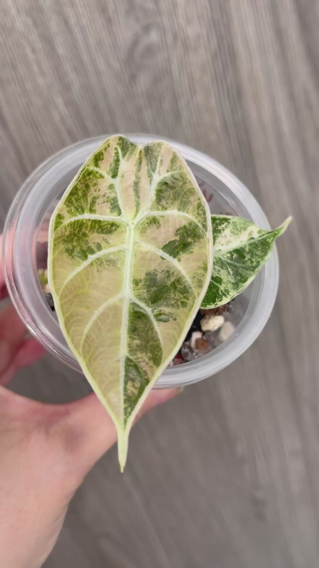 Alocasia Watsoniana Pink Doff