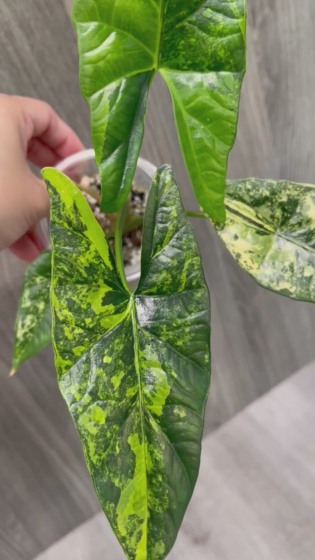 Alocasia Simpo Aurea