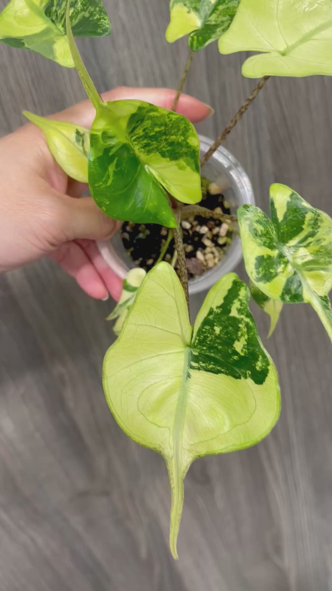 Alocasia Stingray Lime A