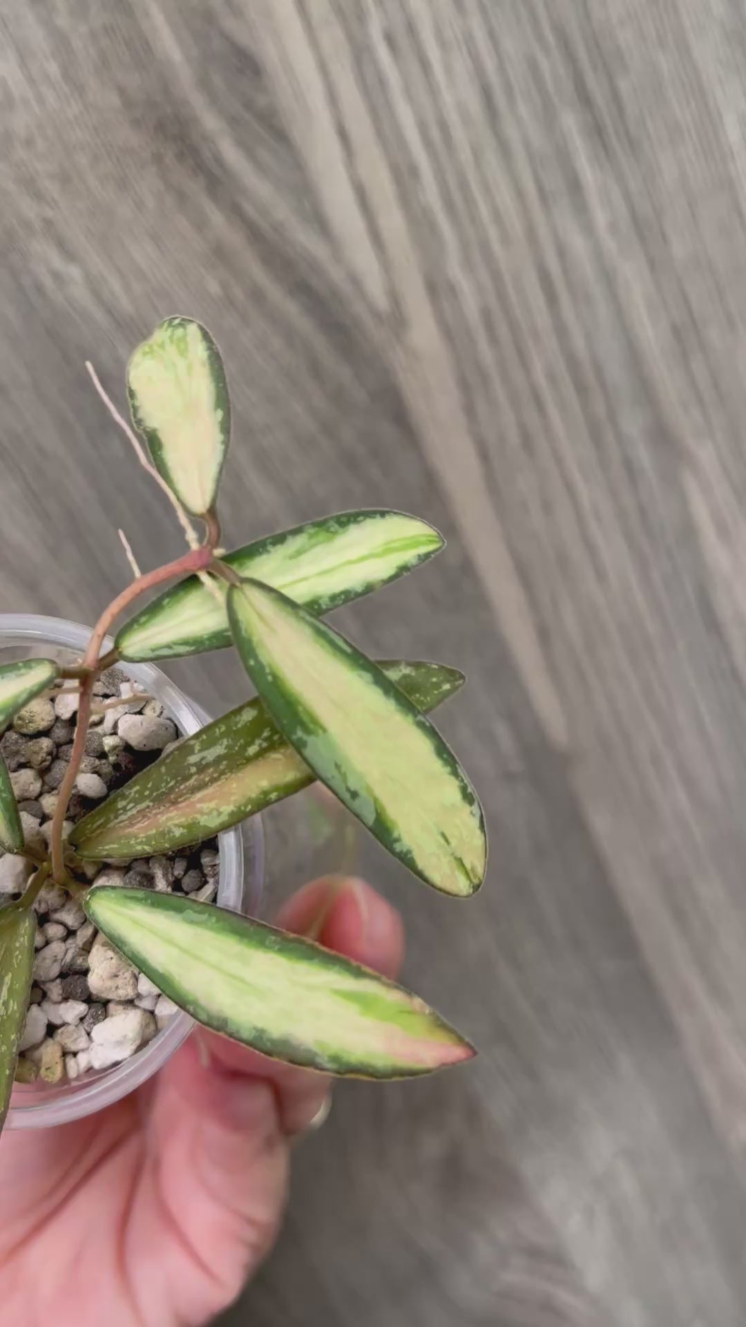 Hoya Sigillatis Inner Variegated B