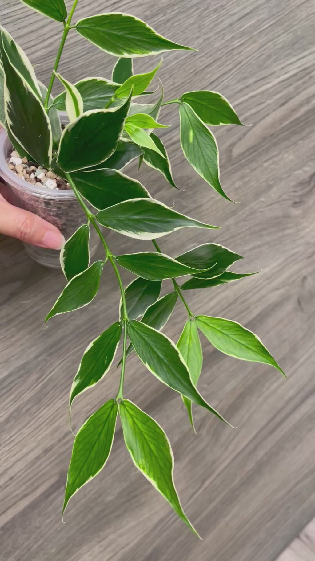 Hoya Polyneura Outer Variegated B
