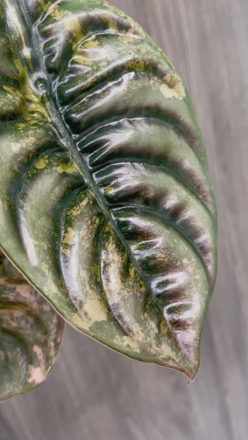 Alocasia Cuprea Latte