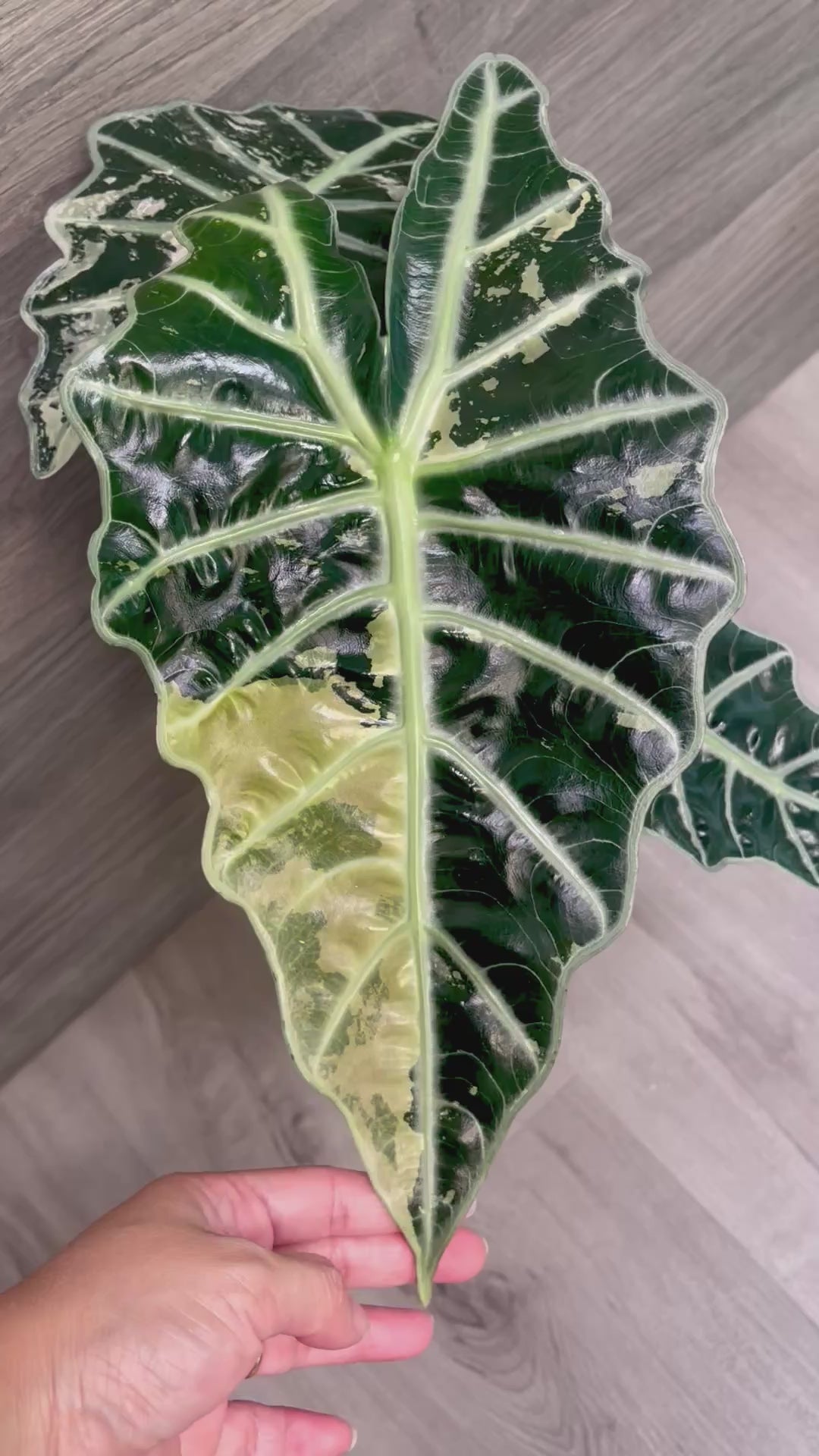 Alocasia Polly Pink Albo Mint