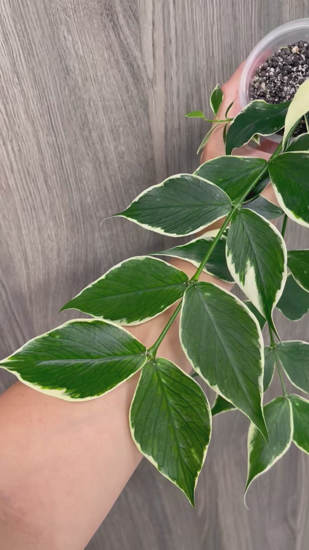 Hoya Polyneura Outer Variegated