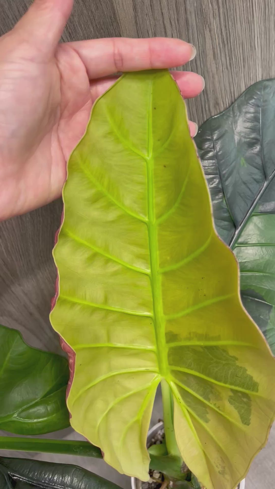 Alocasia Sintang Aurea