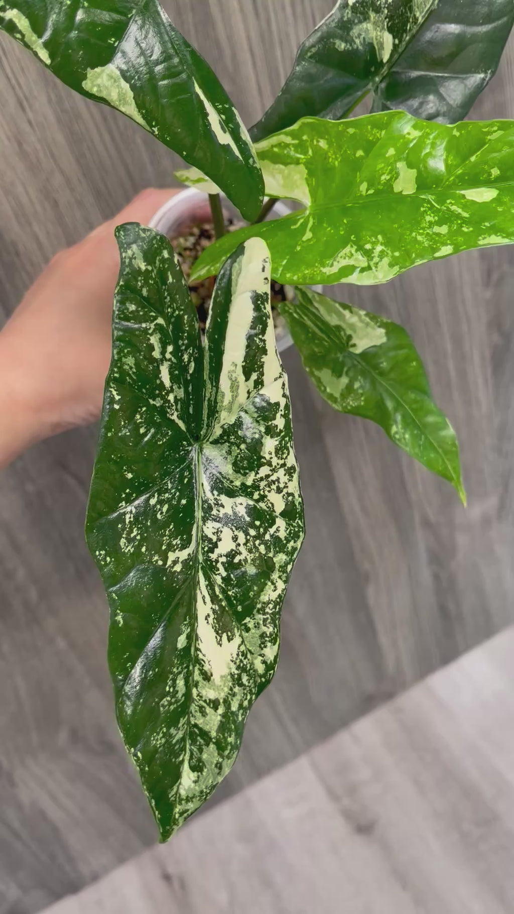Alocasia Simpo Albo A