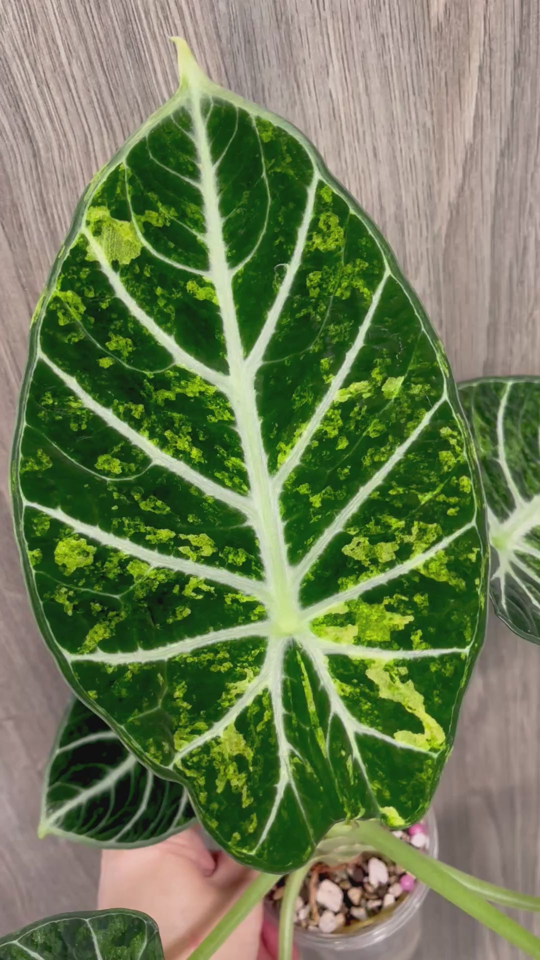 Alocasia Ninja Splash