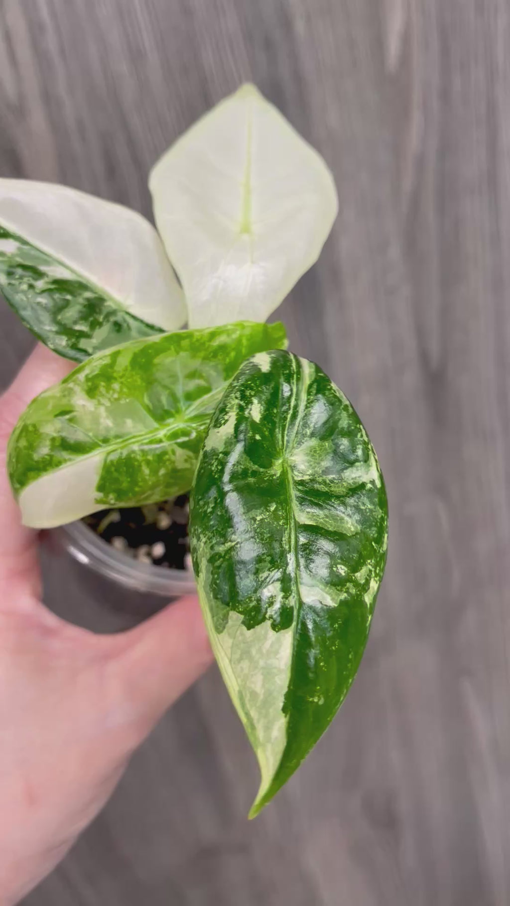 Alocasia Longiloba Pink Back Albo